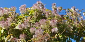 Clematis vitalba – Gemeine Waldrebe