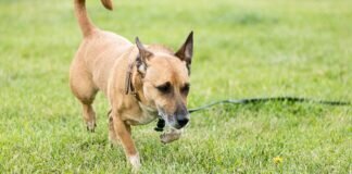 Der kleine REX sucht Sicherheit – VERMITTELT –