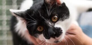 Aufgeschlossen und verspielt – OREO – VERMITTELT