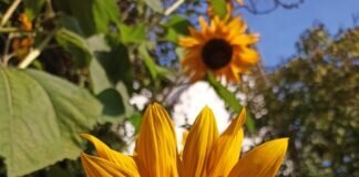 “Helianthus annuus” die Sonnenblume