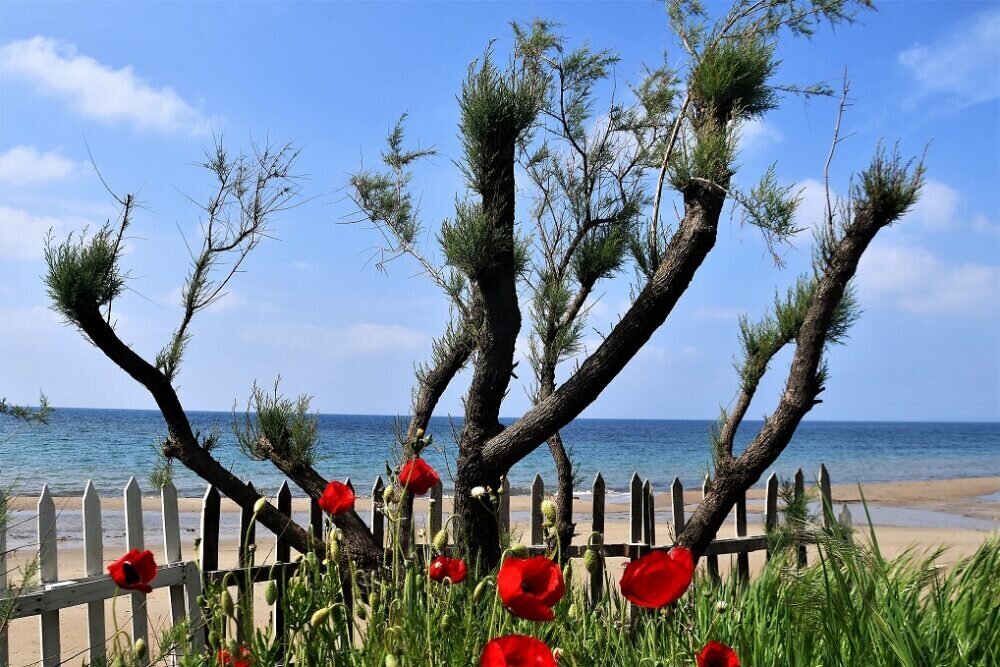 Meeresblüten