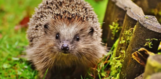 ??Unsere IGEL im Herbst??