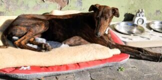 Galgo- geliebt und oft geschunden!