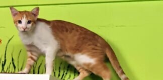 Schmusekatze Vilma! Zuhause gefunden!