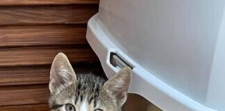 Kitten sind kleine Zauberwesen!