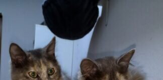 Zwei Schönheiten möchten sich in Ihr Herz schnurren! Zuhause gefunden!