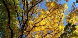 Autumn Leaves – Programm der Kulturkirche im Herbst Herbstgold im Gail'schen Park