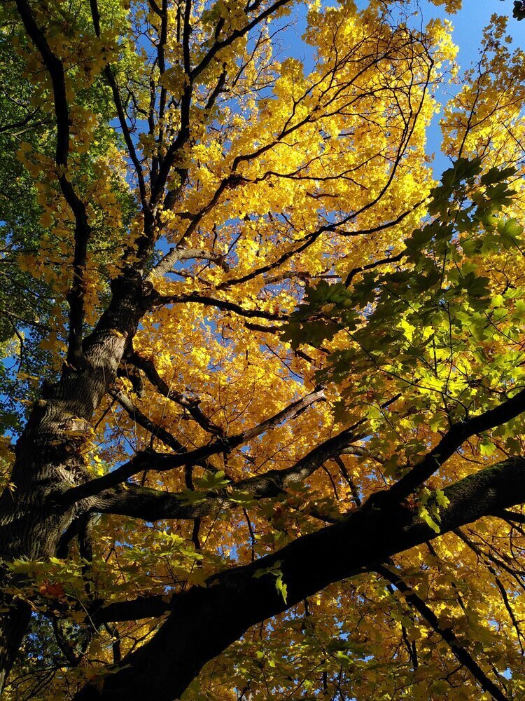 Herbstgold im Gail'schen Park Herbstgold im Gail'schen Park