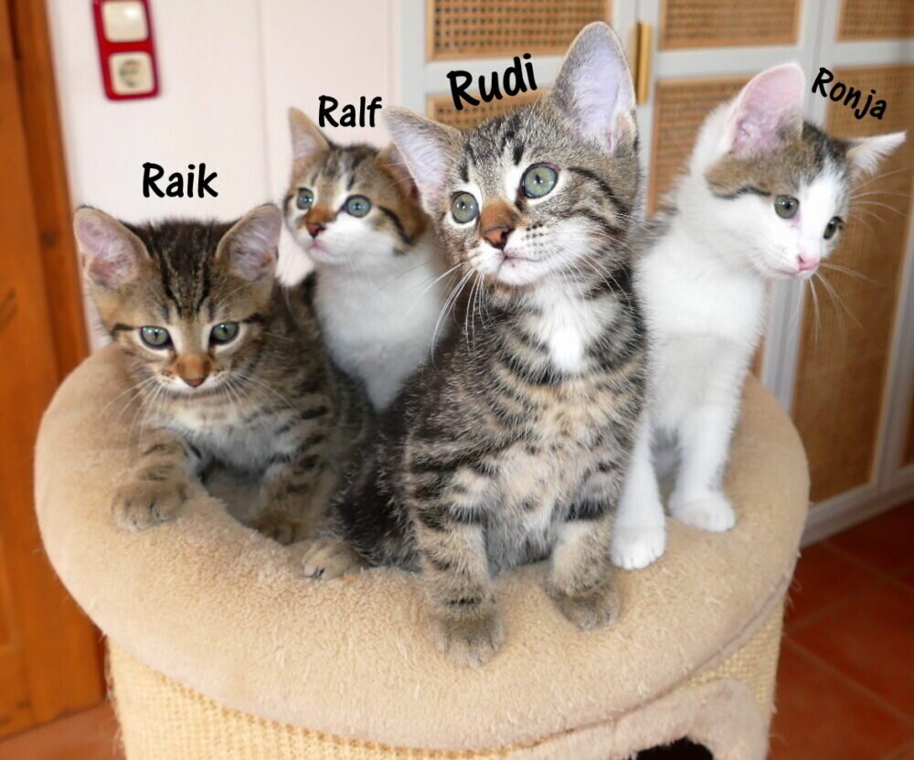 Raik, Ralf,Rudi und Ronja P3380263a