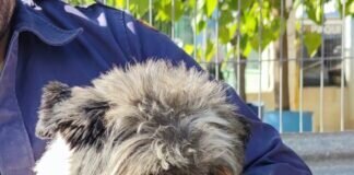 Dringend Pflege- oder Adoptivfamlie gesucht! Super Zuhause gefunden!