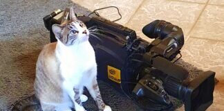 Hallo Katzenfans!