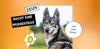 Pflegestelle gesucht – VERMITTELT –