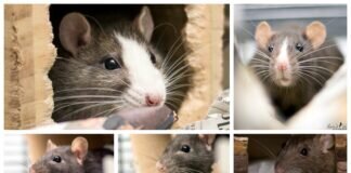 Franka, Jacky, Lilly, Lina und Luna – VERMITTELT –