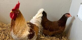 Gertrud und Karl-Otto — Huhn und Hahn – VERMITTELT –