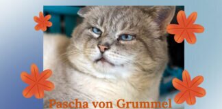 Verschmuster Pascha aus dem Tierheim Wanningsmühle – VERMITTELT –