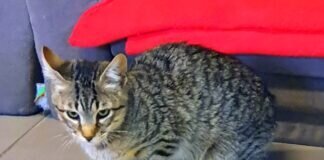 Katzenkinder zum Verlieben! Zuhause gefunden!