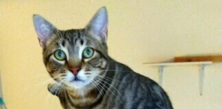 Sugus- ein wunderschöner Tigerkater! Zuhause gefunden!