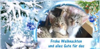 Frohe Weihnachten wünscht Katzenreich e.V. allen Lesern der GZ