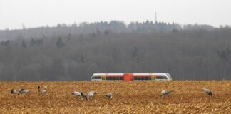 Kranich-Zug……im Januar, immer noch in der Wetterau