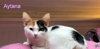 Zwei Katzenkinder möchten sich in Ihr Herz schnurren! Zuhause gefunden!