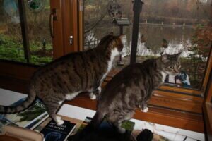 Samba und Filou