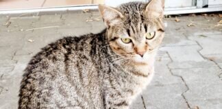 Unsere Diva – LEONORA – VERMITTELT –