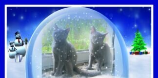 Katzenreich e.V. wünscht allen Lesern alles Gute für 2022