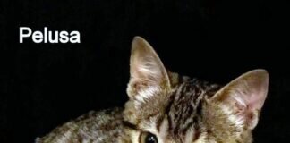 Traumkitten Pelusa!