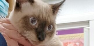 Die pausbäckischen Katerbrüder! Zuhause gefunden!