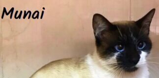 Ein Kater zum Verlieben! Munai hatte viele Interessenten- er hat ein schönes Zuhause gefunden!