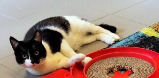 Der kleine Clown Cronos! Unser süßer Kater hat ein Traumzuhause gefunden!