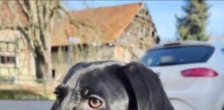 Hundeteeny Ruca! Sportliche Familie gefunden!