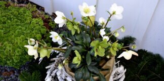 `Unser Wintergarten` im Schwedendorf. Christrosen stehen in voller Blüte.