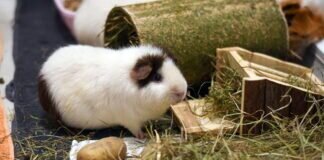 Unsere Meerschweinchen …