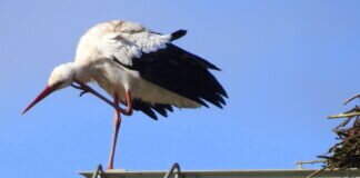 Flugbetrieb am Martinsweiher