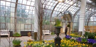 Frühlingsblumen – Schau im Palmengarten Frankfurt
