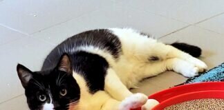 Süßer “Spielkater” Cronos! Der Schmuskater hat das richtige Zuhause gefunden!