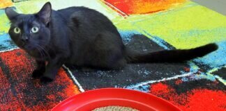 Schwarzes Katzenmädchen! Zuhause gefunden!