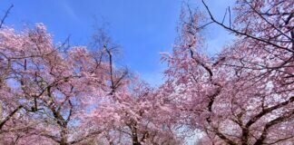 Die Japanische Kirschblüte im Schloßpark Schwetzingen