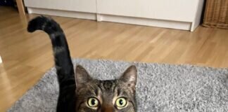 Wer kennt diesen Kater!