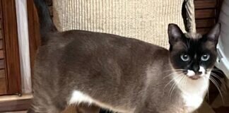 Snowshoe Nina! Zuhause gefunden!