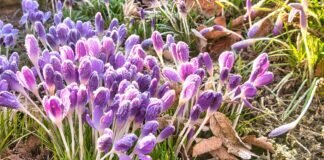 Samstagmorgen, Krokusse beim Sonnenaufgang mit Raureif….