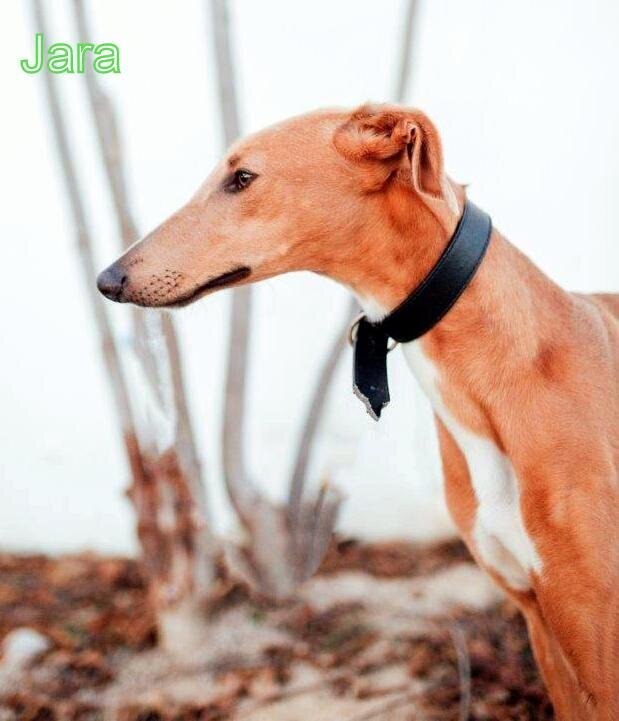 Jara 2 (2)