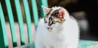 Schmusekatze LUNA