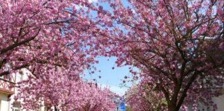 Die Stresemannstraße in Marburg ist wieder erblüht