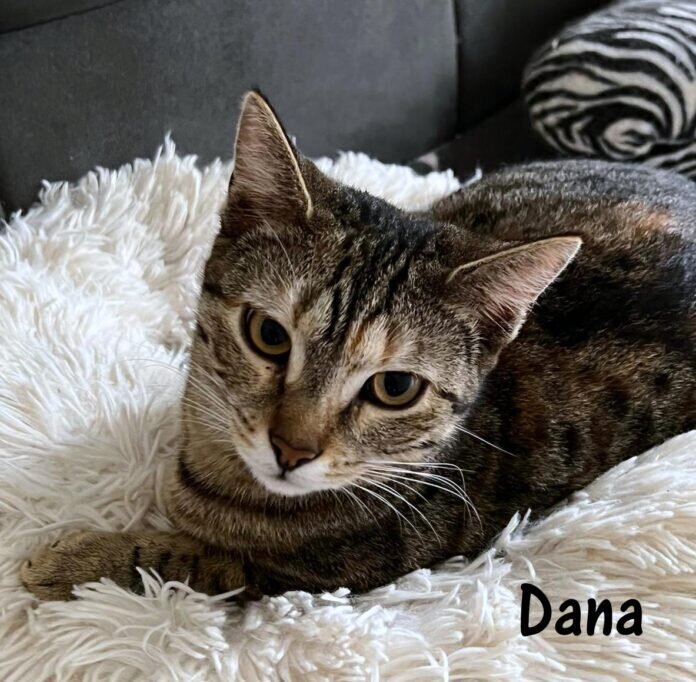 Dana IMG-20220430-WA0001