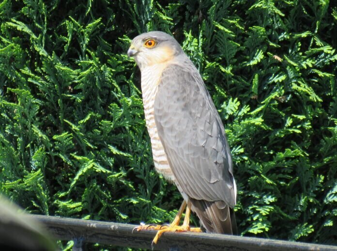 IMG_6830Sperber