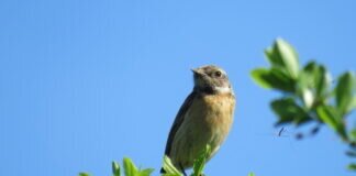 Beobachtungen der Vogelwelt im Monat Mai 2022