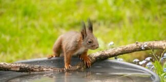 Wasserstellen für Wildtiere, Vögel und Insekten
