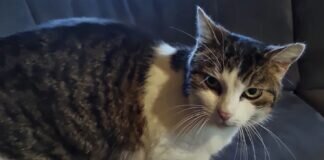 Notfall – Dringend neues Zuhause gesucht